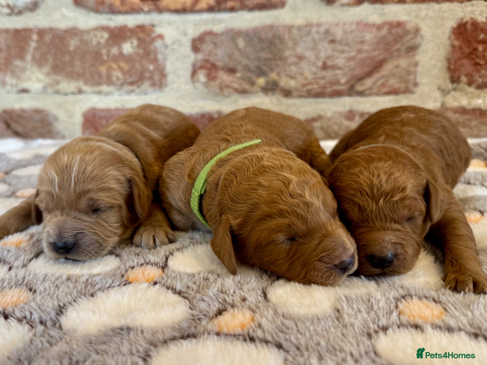 Cavapoo dogs 🐾 F1b male cavapoos 🐾 - Advert 2