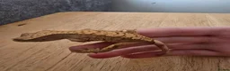 Gecko reptiles for sale: Crested gecko babies for sale - Advert 2