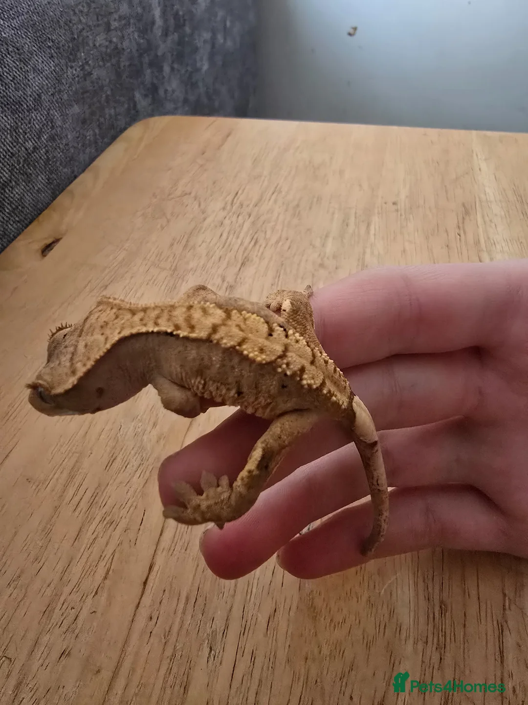 Gecko reptiles for sale: Crested gecko babies for sale - Advert 2