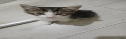 Mixed Breed cats for sale: mr teza in Wigan - Advert 3