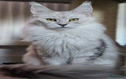 Maine Coon cats for sale: Large Silver Shaded Maine Coon kittens  - Image 18