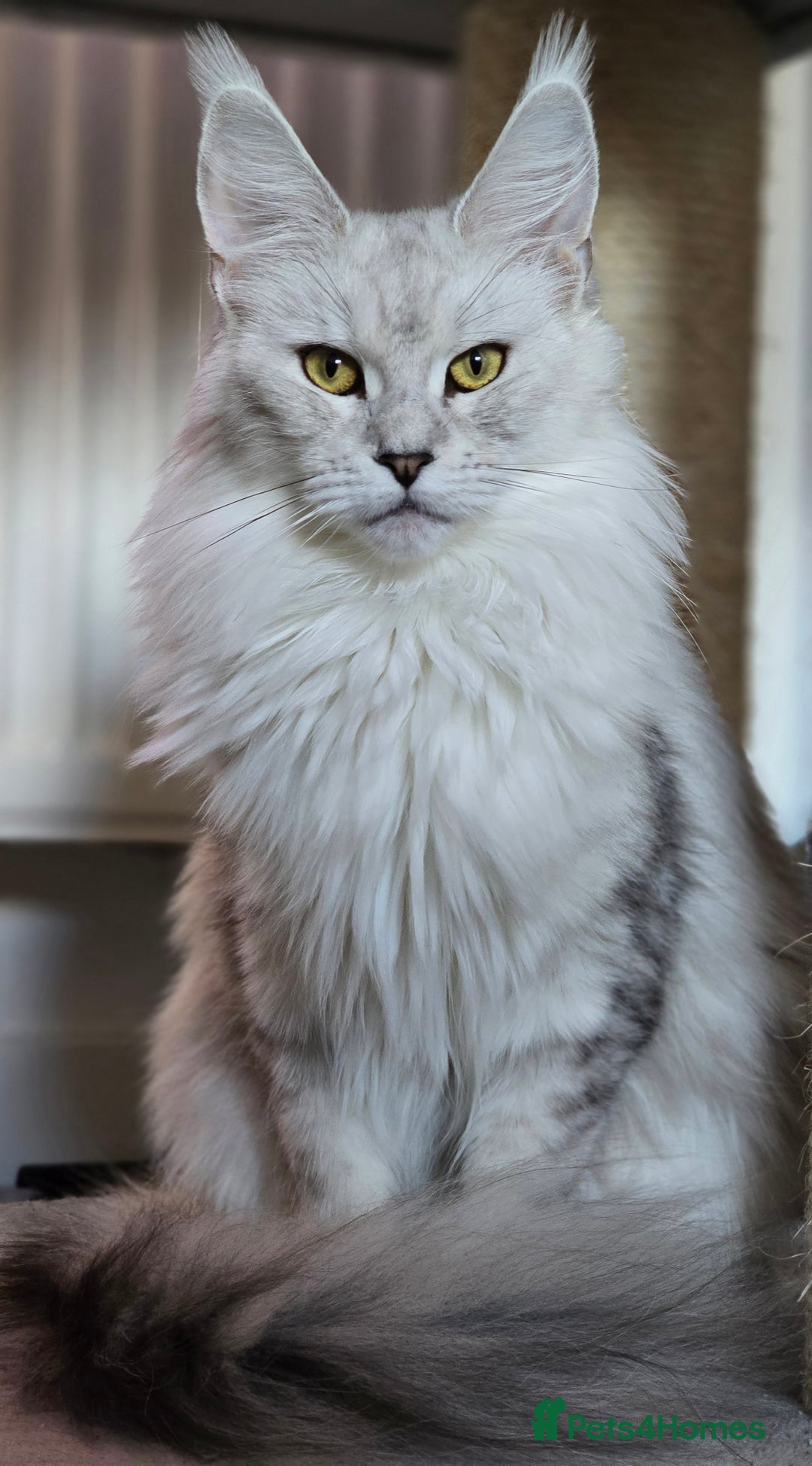 Maine Coon cats for sale: Large Silver Shaded Maine Coon kittens  - Image 18