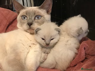 British Shorthair cats - Advert 15