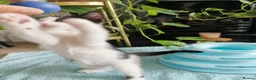European cats for sale: A male kitten looking for loving home  - Advert 4