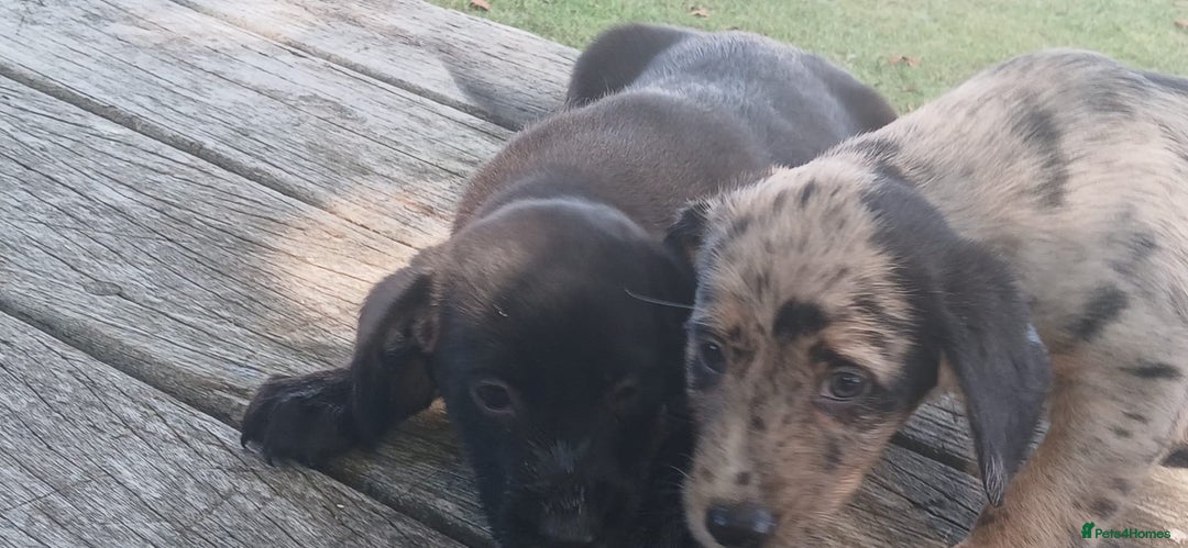 Mixed Breed dogs for sale: Puppy’s  - Image 5