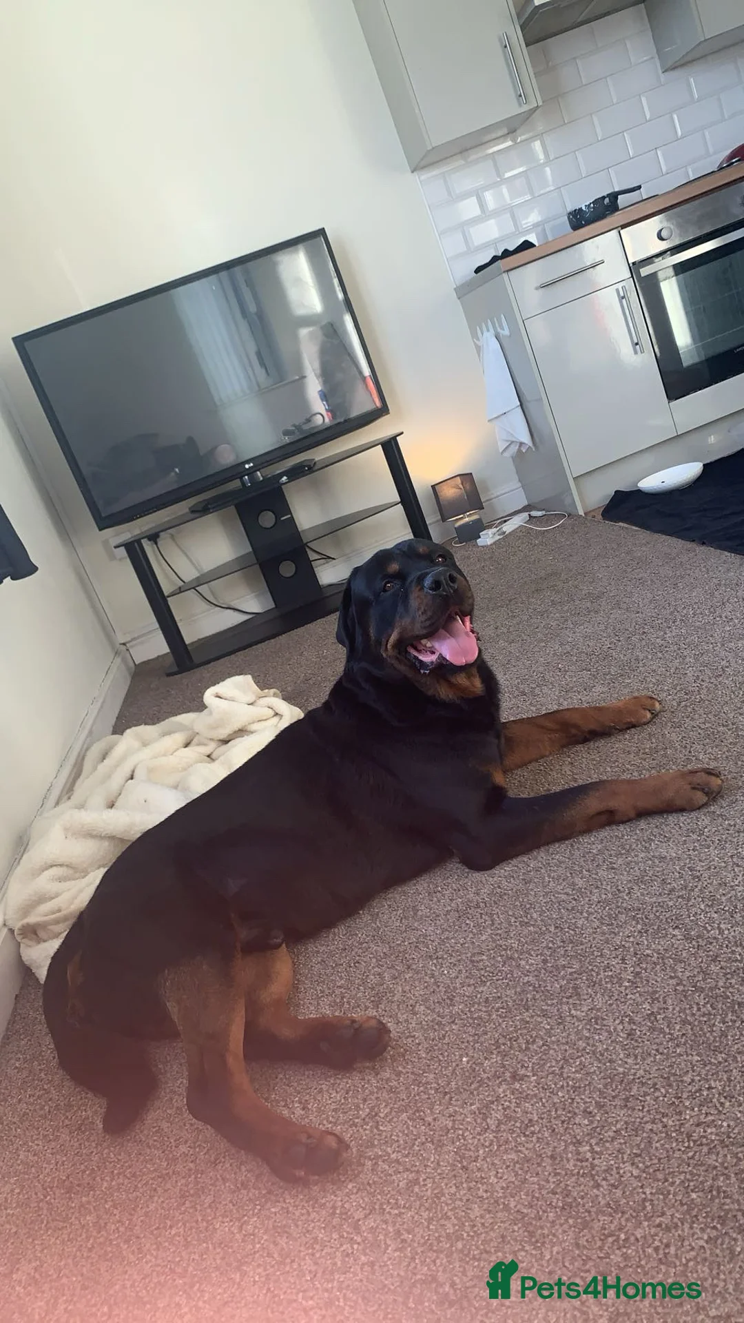 Rottweiler dogs for sale: Rotwiller one year old  in Pontefract - Advert 1