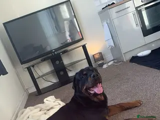 Rottweiler dogs Rotwiller one year old - Advert 4