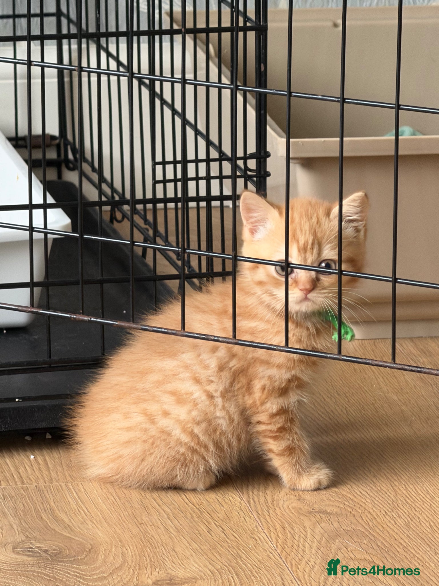 British Shorthair cats RED BRITISH SHORTHAIR KITTEN - Advert 2