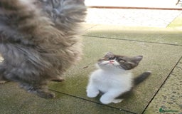 Persian cats for sale: Pure long hair Persian boys - Image 4
