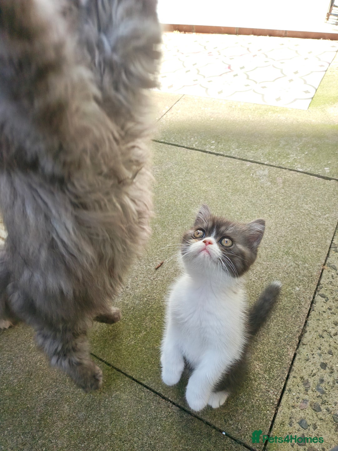 Persian cats for sale: Pure long hair Persian boys - Image 4