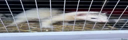 Ferret rodents for sale: Baby male ferret - Advert 4