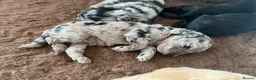 Cockapoo dogs for sale: Cockapoo puppies F1b - Advert 27