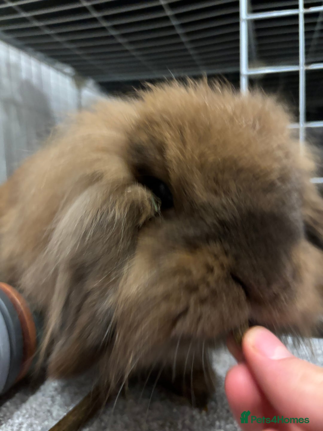 Lionhead rabbits for sale: PUMPKIN⭐️ - Advert 2