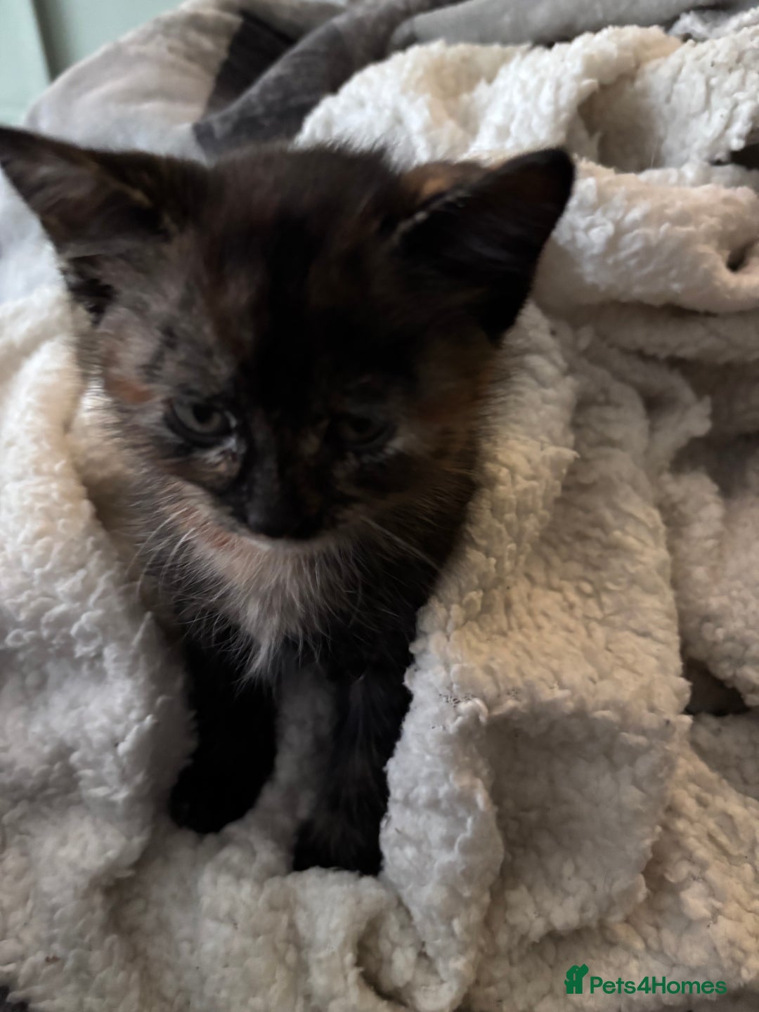 Mixed Breed cats for sale: Beautiful fur babies  - Advert 4