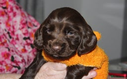 Cocker Spaniel dogs for sale: Final 2 pups in the Litter - Image 3