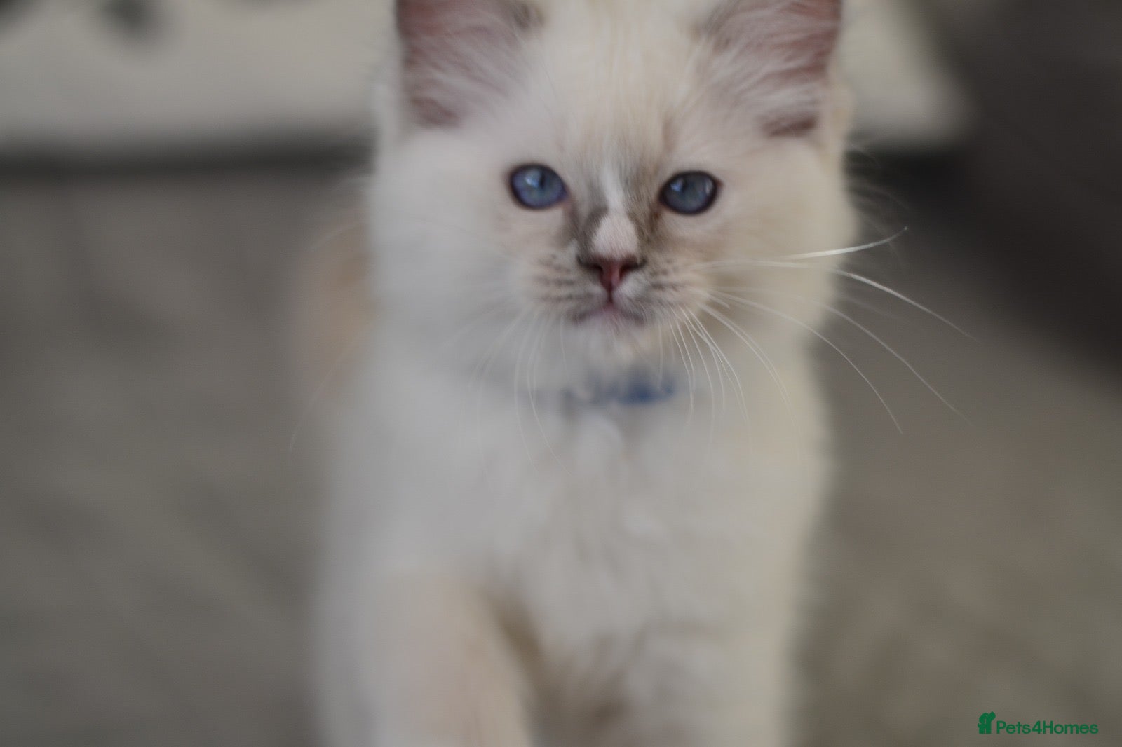 Ragdoll cats Beautiful Ragdoll Kittens - Advert 3