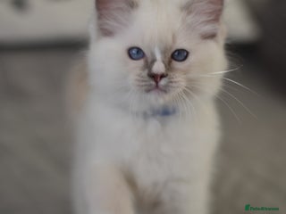 Ragdoll cats Beautiful Ragdoll Kittens - Advert 4