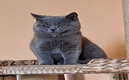 British Shorthair cats for sale: Pedigree British BSH girl for sale. Last one! - Image 14