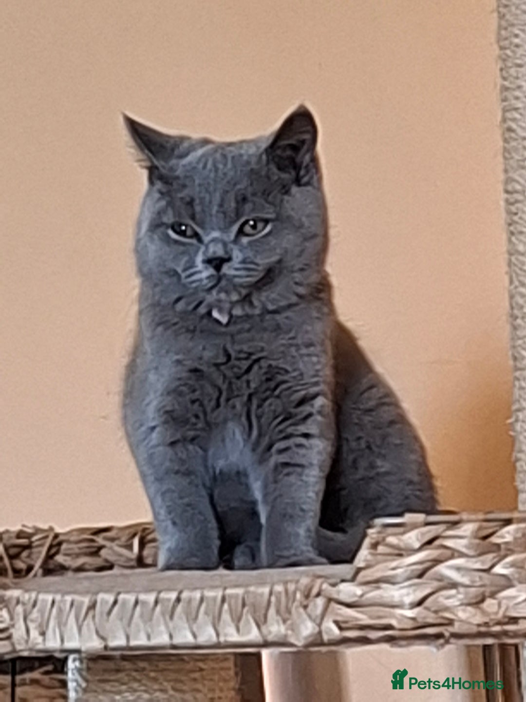 British Shorthair cats for sale: Pedigree British BSH girl for sale. Last one! - Image 14