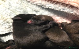 Pug dogs for sale: KC Pug puppies 4 girls 3 boys - Image 11