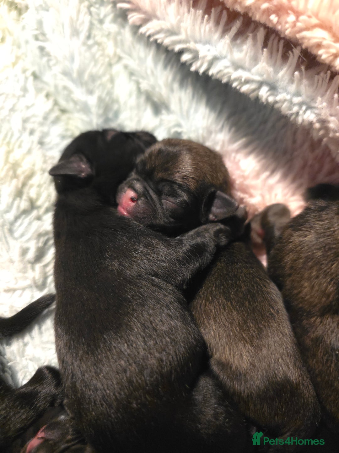 Pug dogs for sale: KC Pug puppies 4 girls 3 boys - Image 11