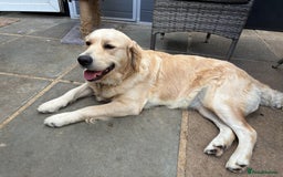 Golden Retriever dogs for sale: Golden retriever puppies  - Image 1