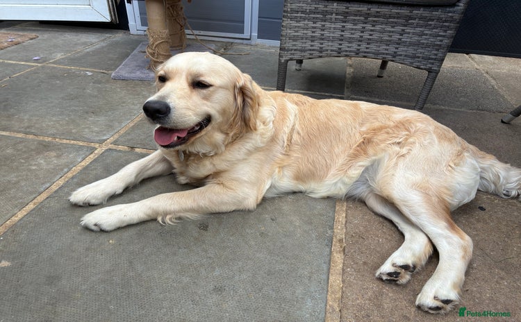 Golden Retriever dogs - Advert 1