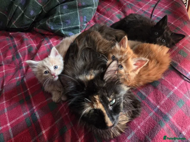 Mixed Breed cats 3 friendly and fluffy male kittens - Advert 1