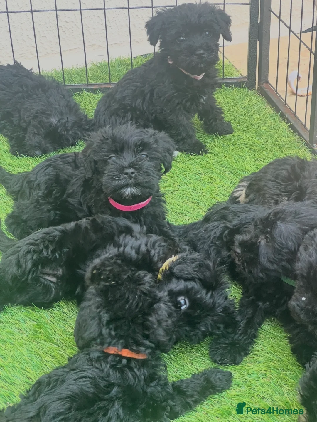 Schnoodle dogs for sale: 🐾🐶Adorable Cavaschnauzer pups 🐶🐾 - Advert 1