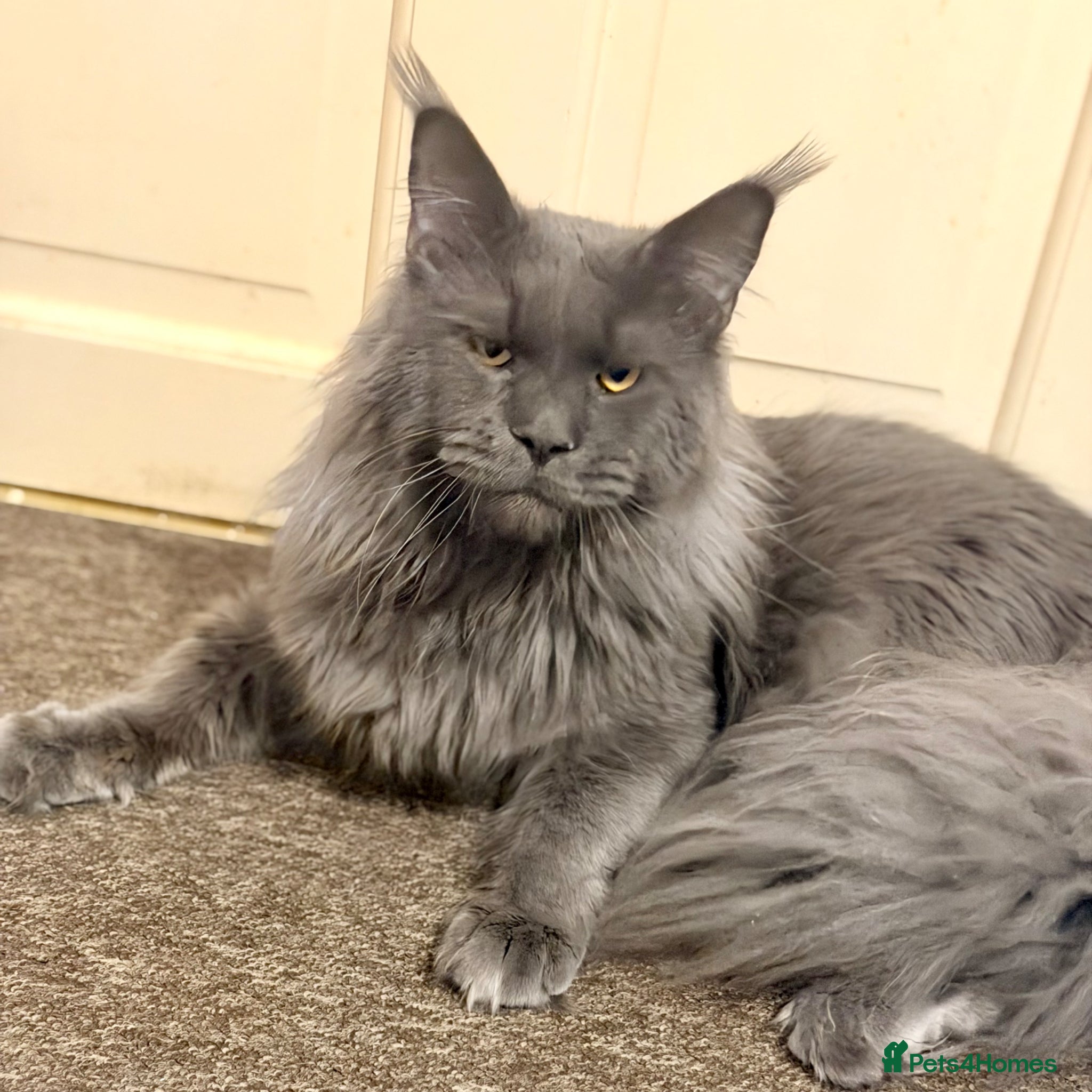 Maine Coon cats for stud: Champion Lines - Proven, Gentle - Blue Smoke - Advert 2