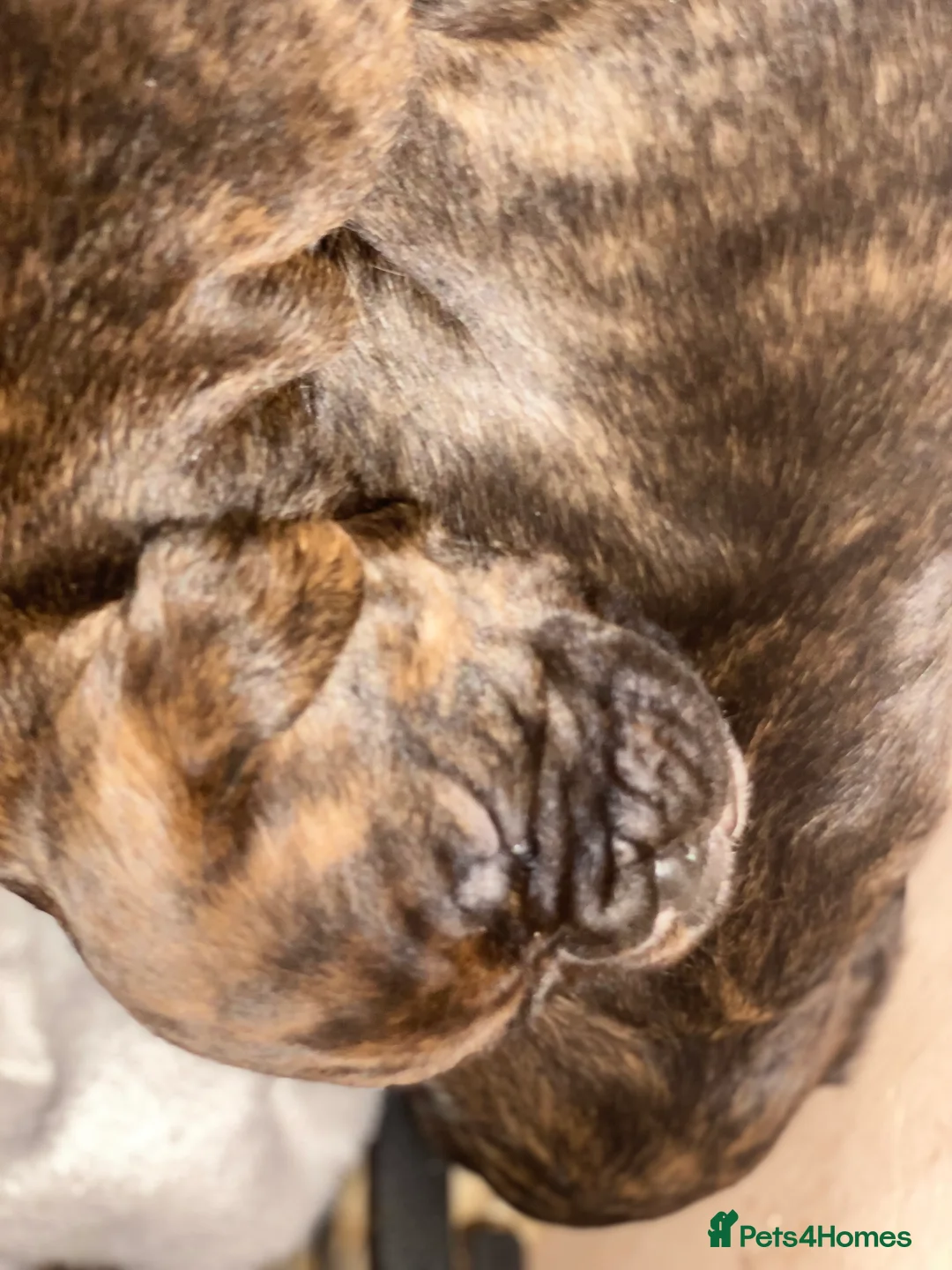 Mixed Breed dogs for sale: 🧬Kc reg mum black boxer & mini boxer pups 🤩 8wk - Advert 26