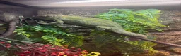 Chameleon reptiles for sale: Panther chameleon  in Gillingham - Advert 2