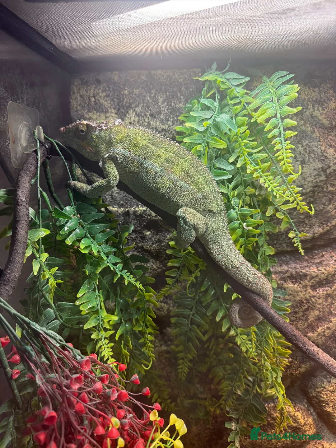 Chameleon reptiles for sale: Panther chameleon  in Gillingham - Advert 2