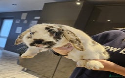 English rabbits for sale: 4 month old very friendly lovable lop rabbit  - Image 1