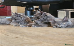 Maine Coon cats for sale: 🔥*Stunning Litter of 8💎Solid Blue Maine Coon*🔥  - Image 17
