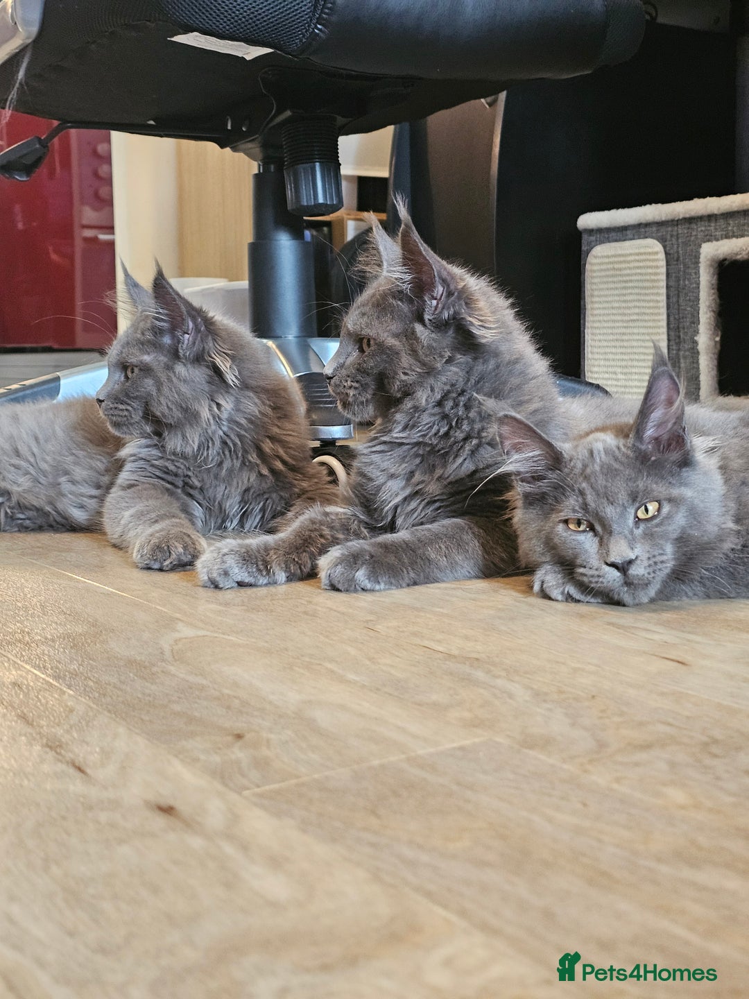 Maine Coon cats for sale: 🔥*Stunning Litter of 8💎Solid Blue Maine Coon*🔥  - Image 17