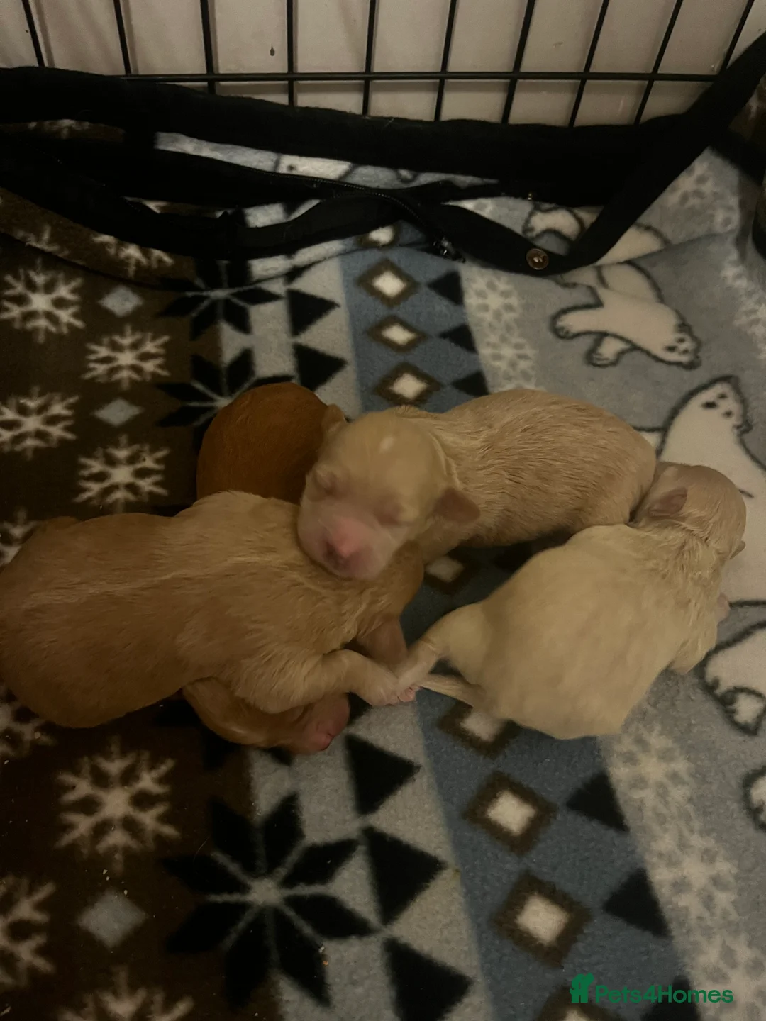 Maltipoo dogs for sale: Gorgeous Maltipoo  - Advert 2