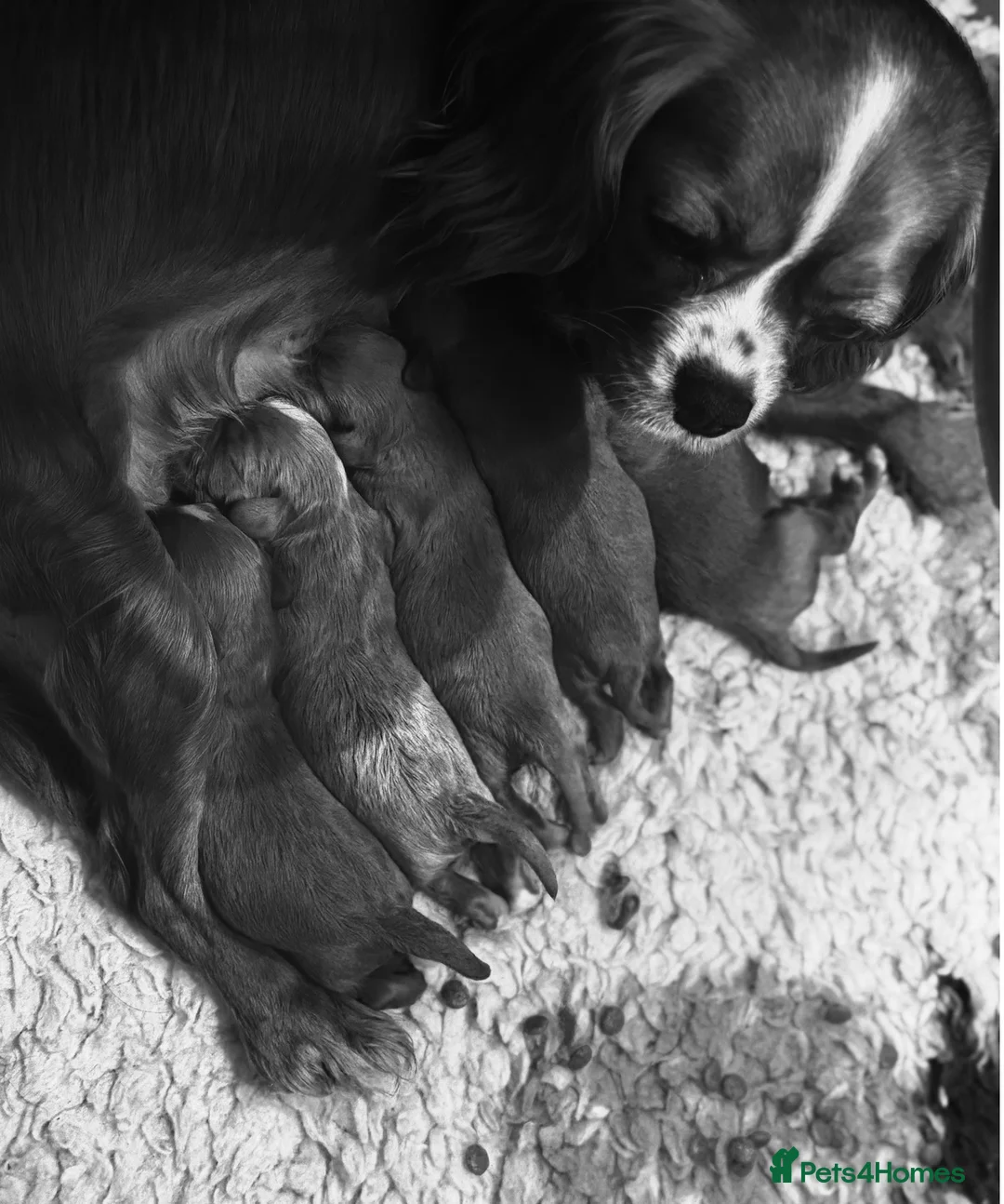 Cavapoo dogs for sale: Exceptional F1 Cavapoo Pups  - Advert 9