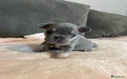 French Bulldog dogs for sale: 💙 French bulldog pups kc reg lilac and tan   - Image 6