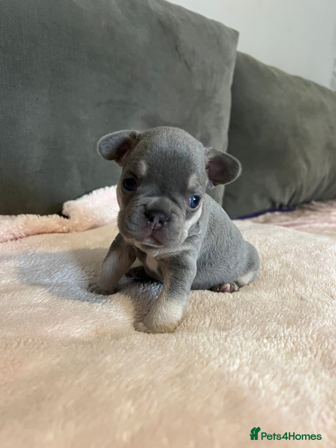 French Bulldog dogs for sale: 💙 French bulldog pups kc reg lilac and tan   - Image 6
