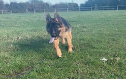 German Shepherd dogs for sale: 25 years experience breeding German Shepherds  - Image 12