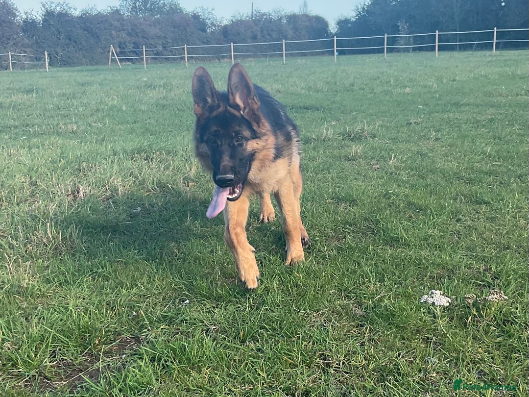 German Shepherd dogs for sale: 25 years experience breeding German Shepherds  - Image 12