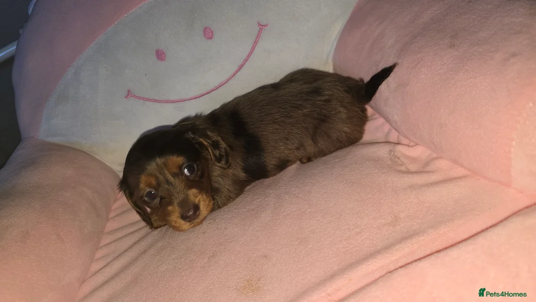 Dachshund dogs for sale: Miniature long haired dashounds  - Advert 6