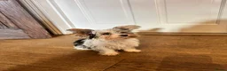 Mixed Breed dogs for sale: Pudge – Fluffy Biewer x Yorkie Boy – Ready Now! - Advert 10