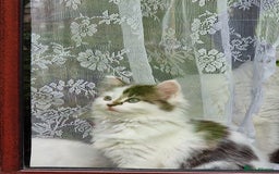 Mixed Breed cats for sale: Rare Ragdoll × Norwegian Forest kittens - Image 21