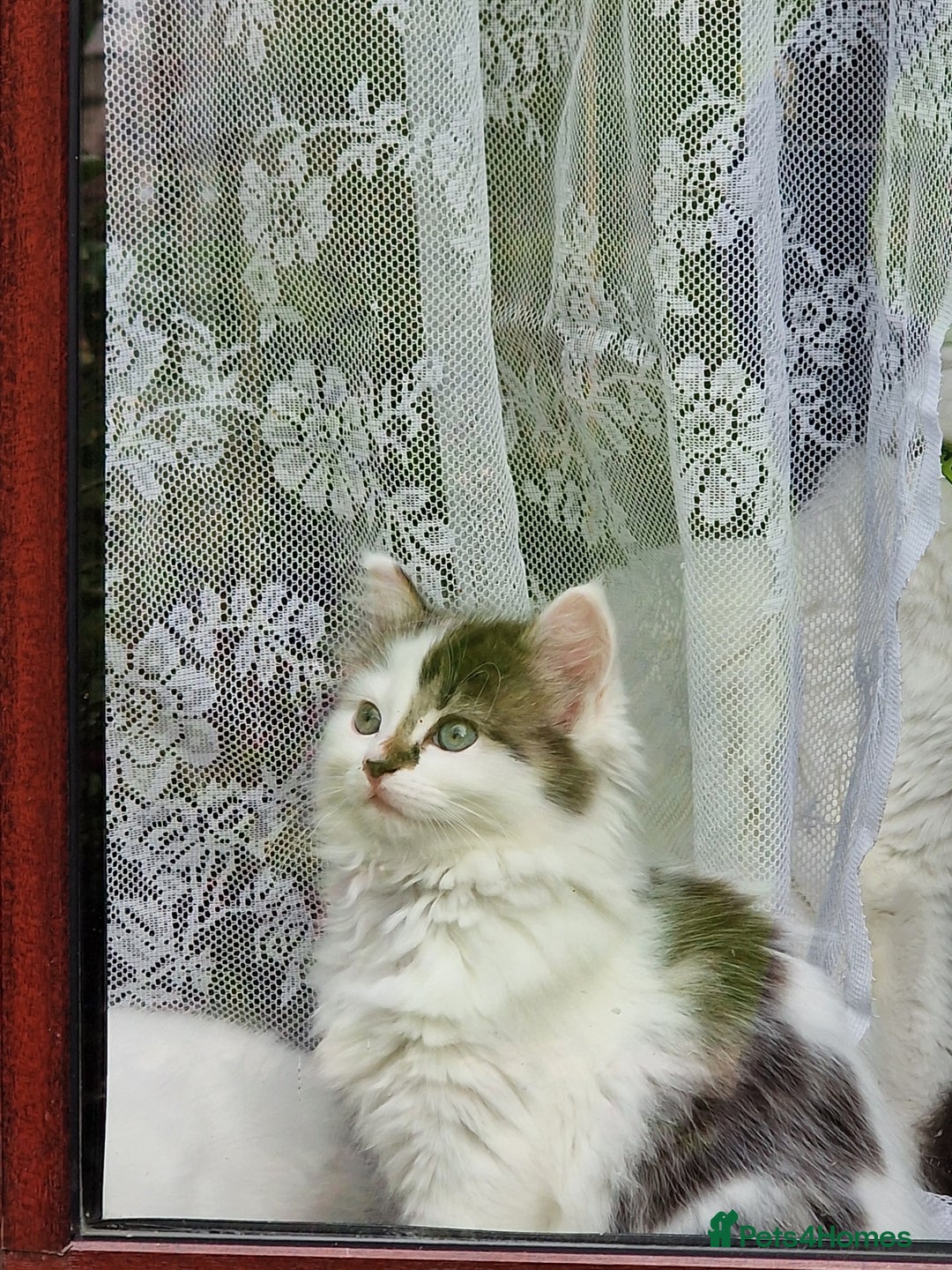 Mixed Breed cats for sale: Rare Ragdoll × Norwegian Forest kittens - Image 21