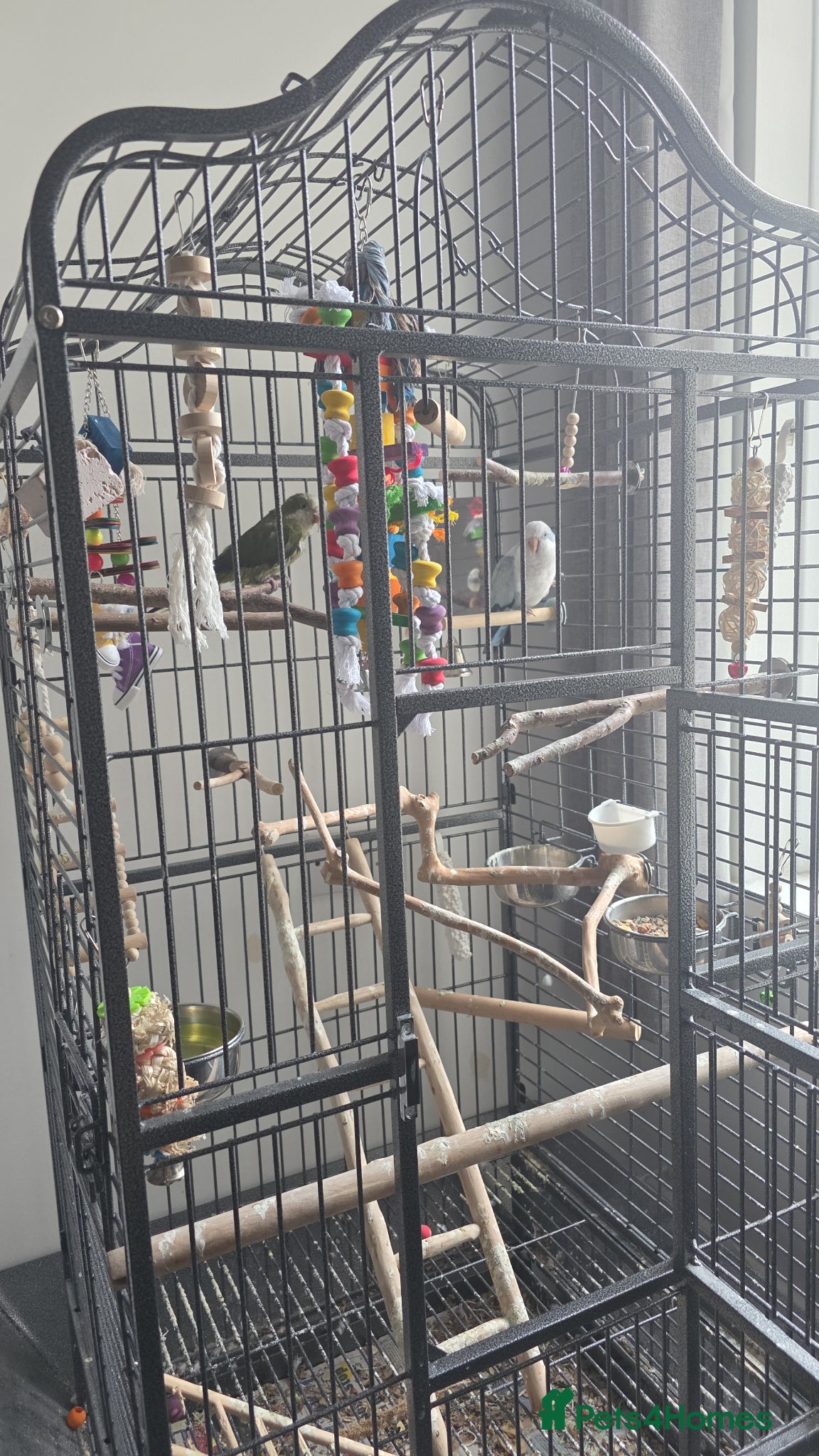 Parrots birds Quakker parrots for sale  - Advert 5