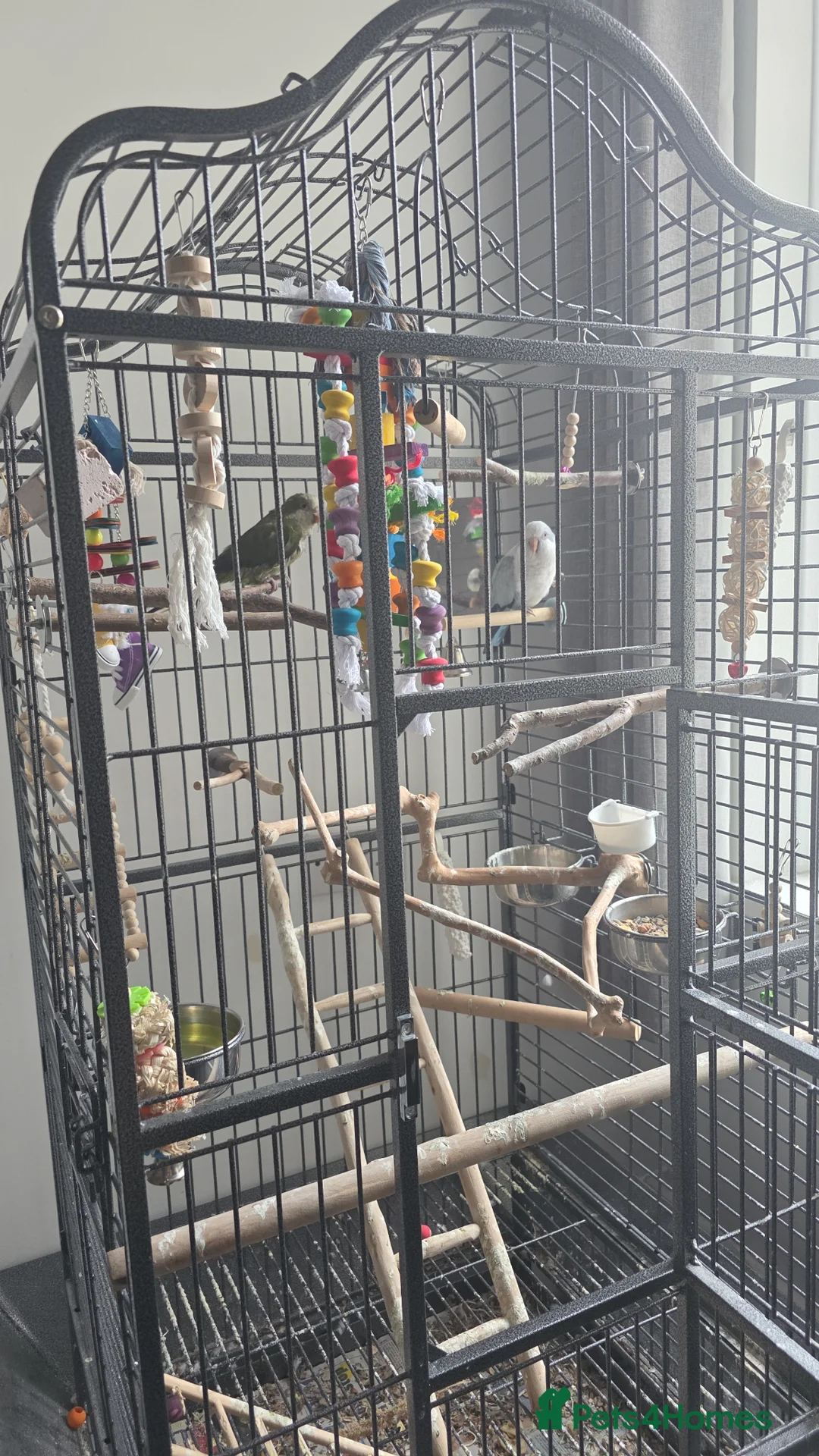 Parrots birds for sale: Quakker parrots for sale  in Ripley - Advert 1