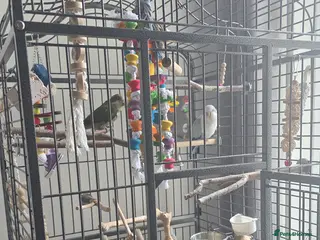 Parrots birds Quakker parrots for sale - Advert 14