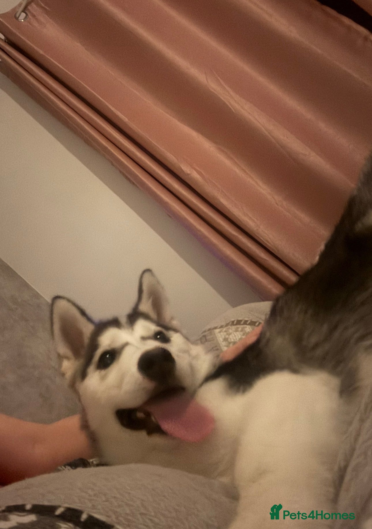 Siberian Husky dogs 6 month old female husky - Advert 9